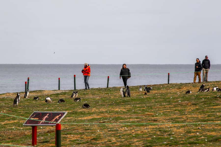 Punta Arenas: Magdalena Island Navigation & Penguin Walk - Getting to the correct meeting point
