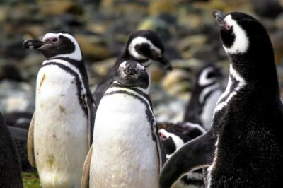 Magdalena Island Navigation & Penguin Walk
