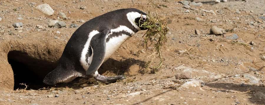 Punta Arenas: Magdalena Island Navigation & Penguin Walk - One hour among Magellanic penguins