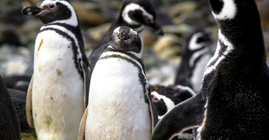 Punta Arenas: Magdalena Island Navigation & Penguin Walk - Which departure time works best?