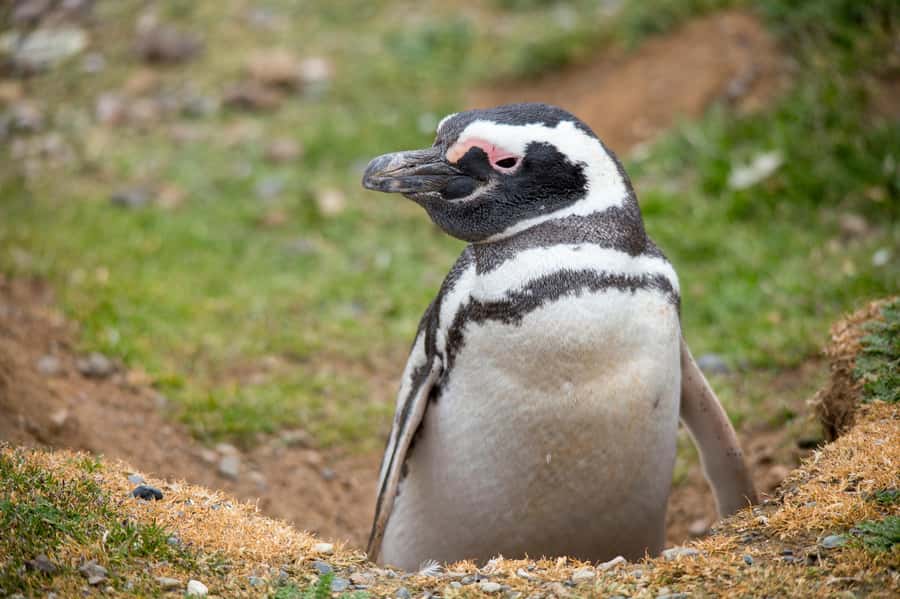 Punta Arenas: Magdalena Island Navigation & Penguin Walk - Who will enjoy this island outing?