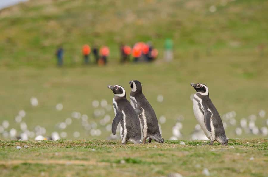 Punta Arenas: Walk with Penguins on Magdalena & Marta Island - Key points before you book