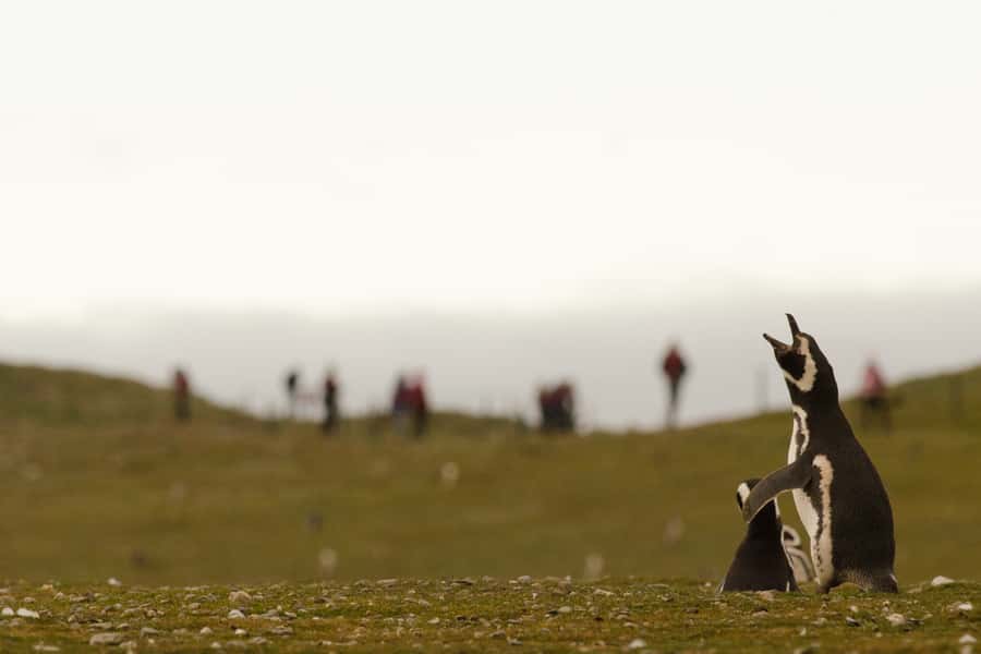 Punta Arenas: Walk with Penguins on Magdalena & Marta Island - Should you book the Magdalena and Marta Islands tour?
