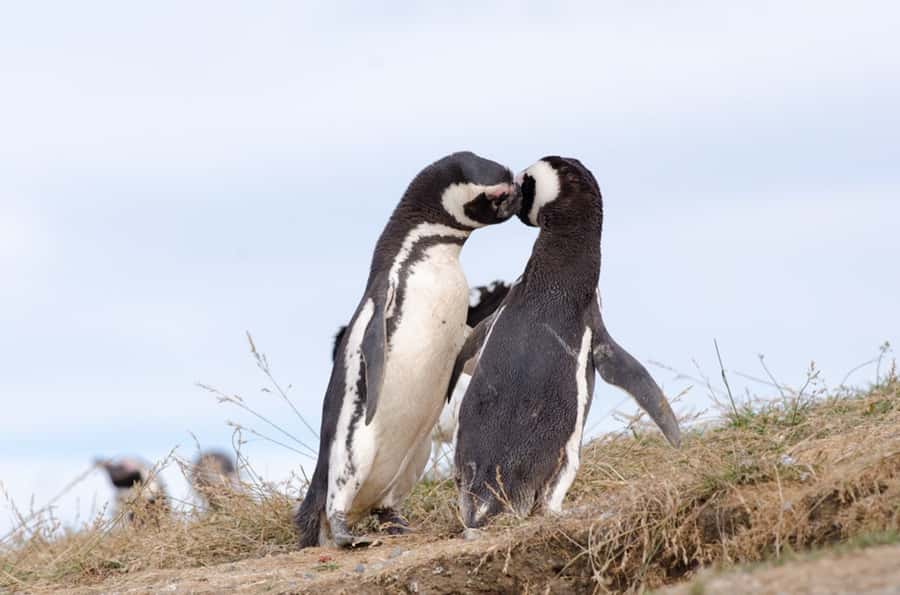 Punta Arenas: Walk with Penguins on Magdalena & Marta Island - Why Magdalena Island is worth the early start