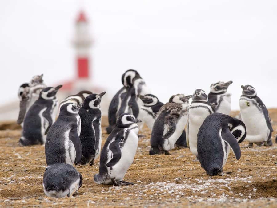 Punta Arenas: Walk with Penguins on Magdalena & Marta Island - Marta Island and its crowded sea lion colony