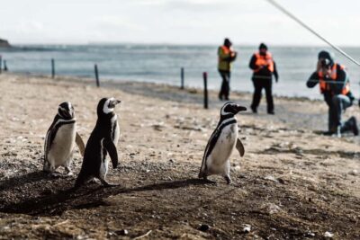 Walk with Penguins on Magdalena & Marta Island