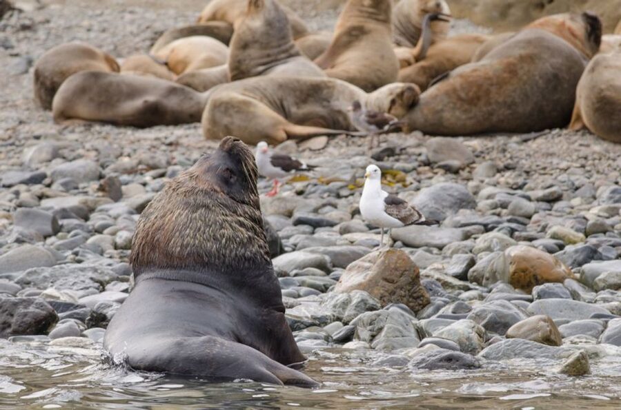 Punta Arenas: Walk with Penguins on Magdalena & Marta Island - Dolphins, whales, and birds along the Strait