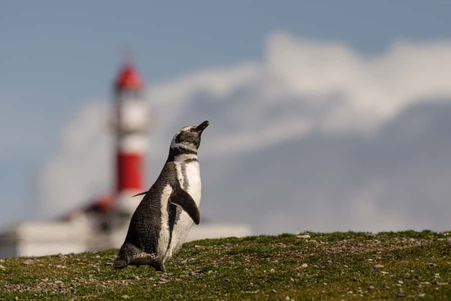 Punta Arenas: Walk with Penguins on Magdalena & Marta Island - The guides make the difference