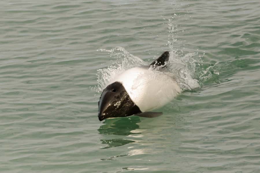 Punta Arenas: Walk with Penguins on Magdalena & Marta Island - Weather, comfort, and what to pack