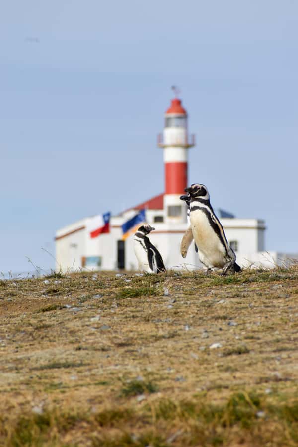 Punta Arenas: Walk with Penguins on Magdalena & Marta Island - Who should book this Punta Arenas outing?
