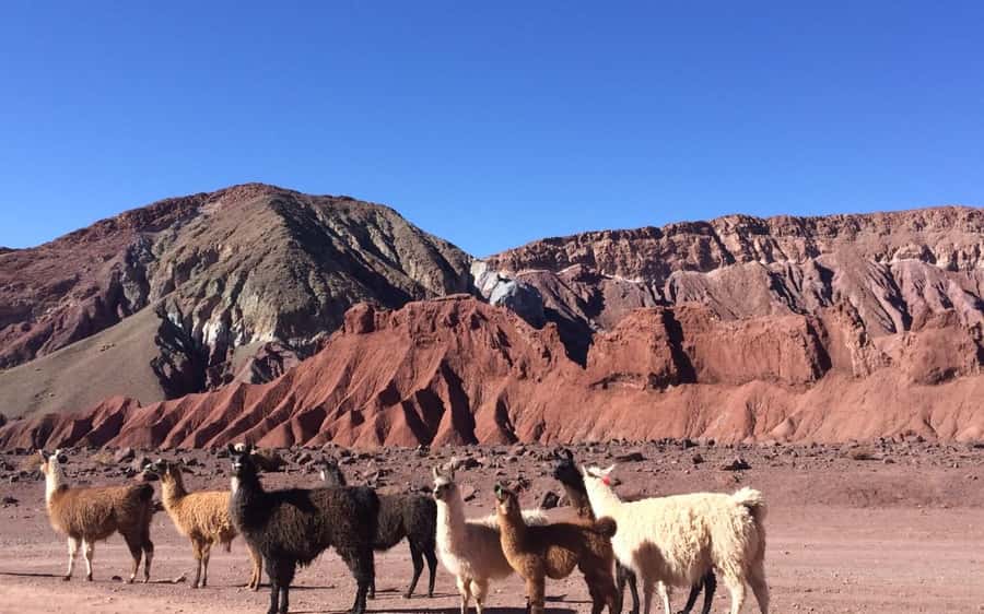 Rainbow Valley Tour + Petroglyphs (Yerbas Buenas) - Key points to know before you go