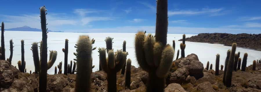 Roundtrip to the Uyuni Salt Flat and the Colored Lagoons - Incahuasi Island and the great salt flat