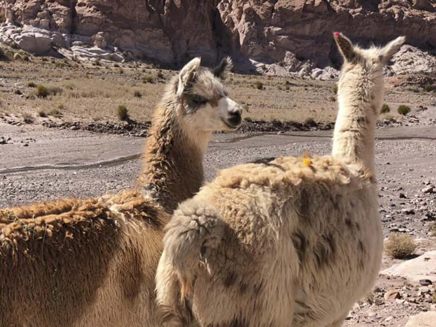 Roundtrip to the Uyuni Salt Flat and the Colored Lagoons - What the $458 price really covers