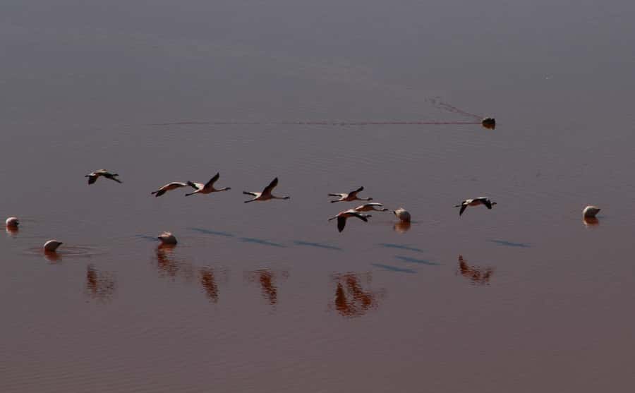 Roundtrip to the Uyuni Salt Flat and the Colored Lagoons - Crossing from San Pedro to Bolivia