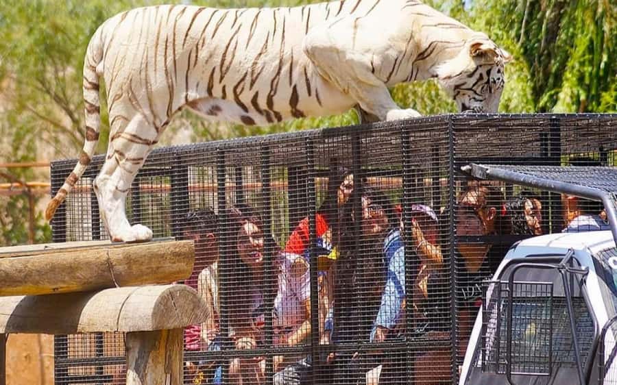 SAFARI PARK-TOUR RANCAGUA : CHILE - Key points to know before you go