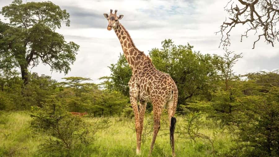 SAFARI PARK-TOUR RANCAGUA : CHILE - Meeting the big cats by vehicle