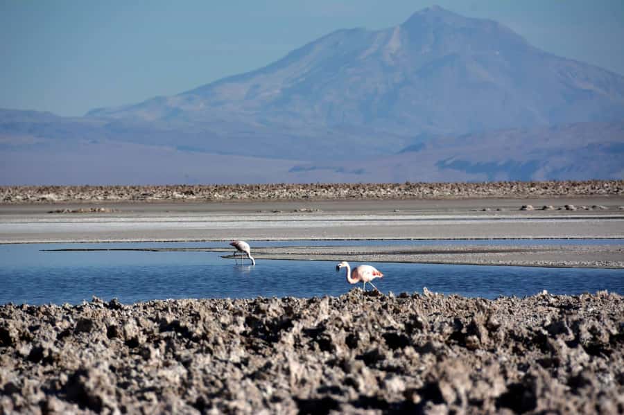 Salar de Atacama and altiplanic lagoons - Why this half-day trip works