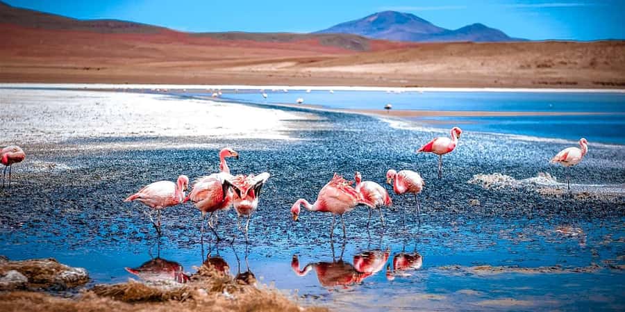 San Pedro de Atacama Day Trip: Atacama Desert and Salt Flats - Key points at a glance