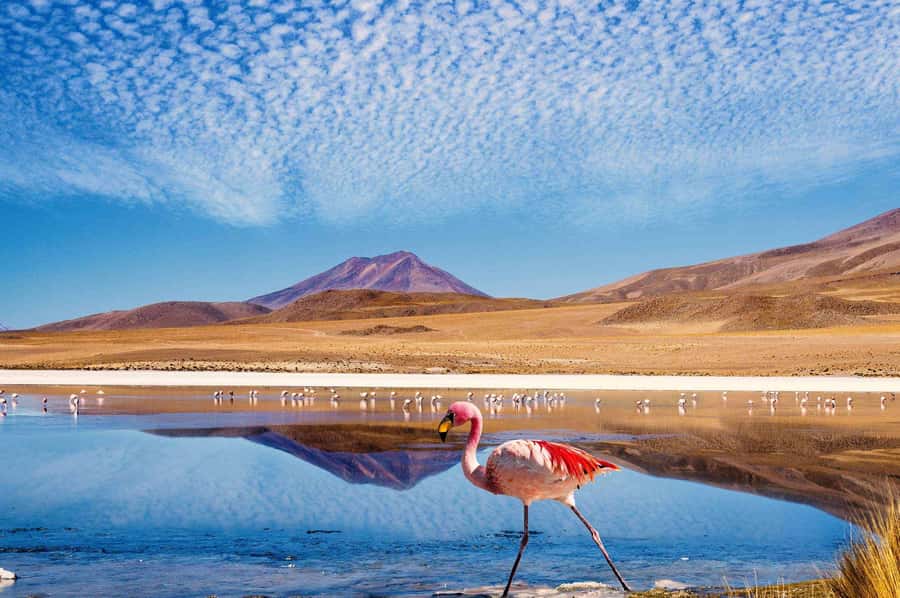 San Pedro de Atacama Day Trip: Atacama Desert and Salt Flats - Starting at Mirador de Lickancabur with breakfast