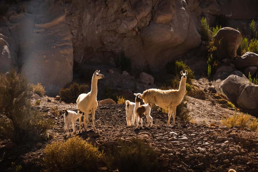 San Pedro de Atacama: Rainbow Valley & Hierbas Buenas Tour - Key points to know before booking
