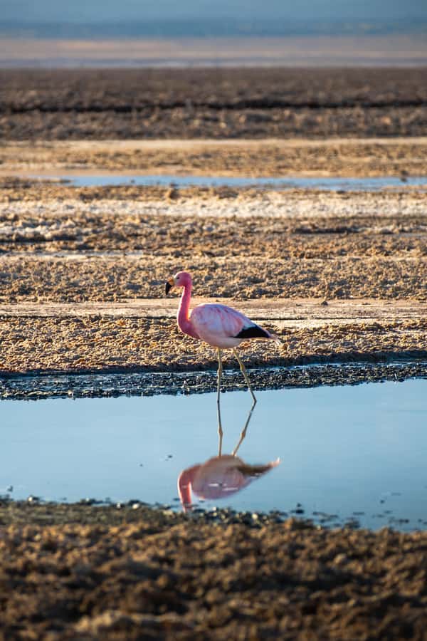 San Pedro de Atacama: Red Rocks & Altiplano Lagoons Day Trip - How to prepare for 4,200 meters