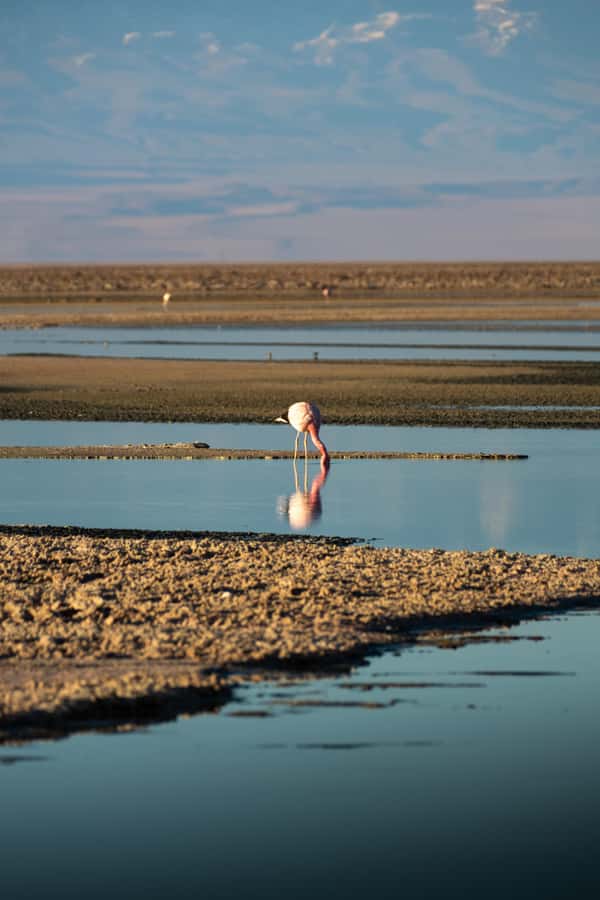 San Pedro de Atacama: Red Rocks & Altiplano Lagoons Day Trip - What the $129 price covers