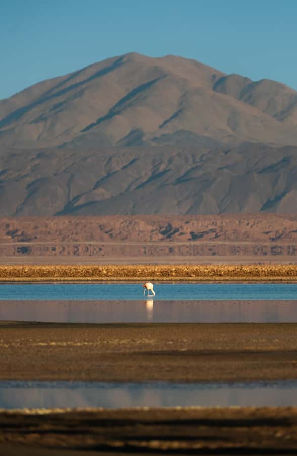 San Pedro de Atacama: Red Rocks & Altiplano Lagoons Day Trip - An early pickup and breakfast near the Tropic of Capricorn