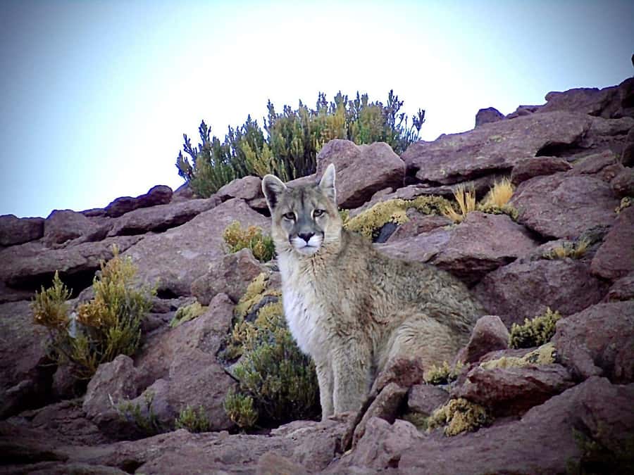 San Pedro de Atacama: Wildlife Safari and Photography Tour - From San Pedro to Quirquincho Pass