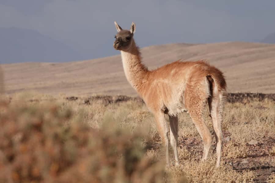 San Pedro de Atacama: Wildlife Safari and Photography Tour - Putana Valley lookout and the 360-degree view