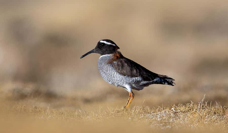 San Pedro de Atacama: Wildlife Safari and Photography Tour - What makes the photography setup useful