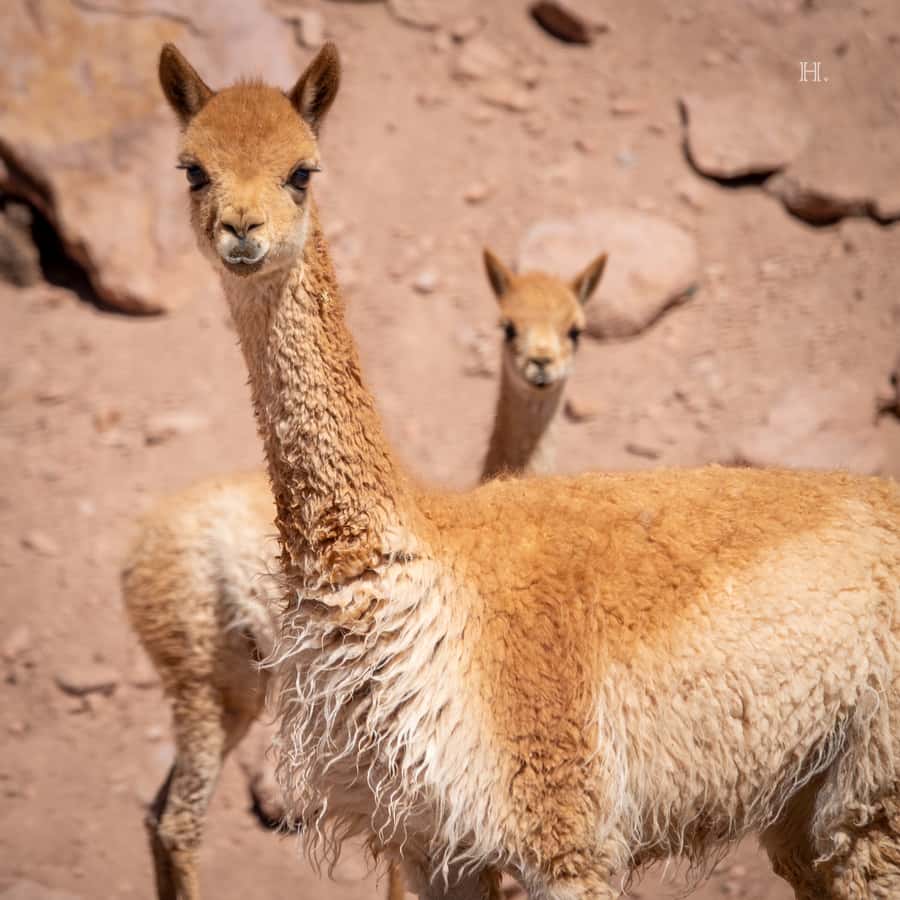 San Pedro de Atacama: Wildlife Safari and Photography Tour - How the four-hour format affects the experience