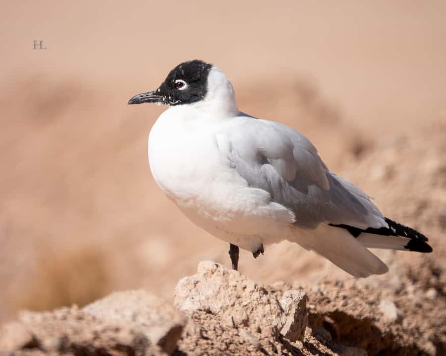 San Pedro de Atacama: Wildlife Safari and Photography Tour - Booking flexibility and practical details
