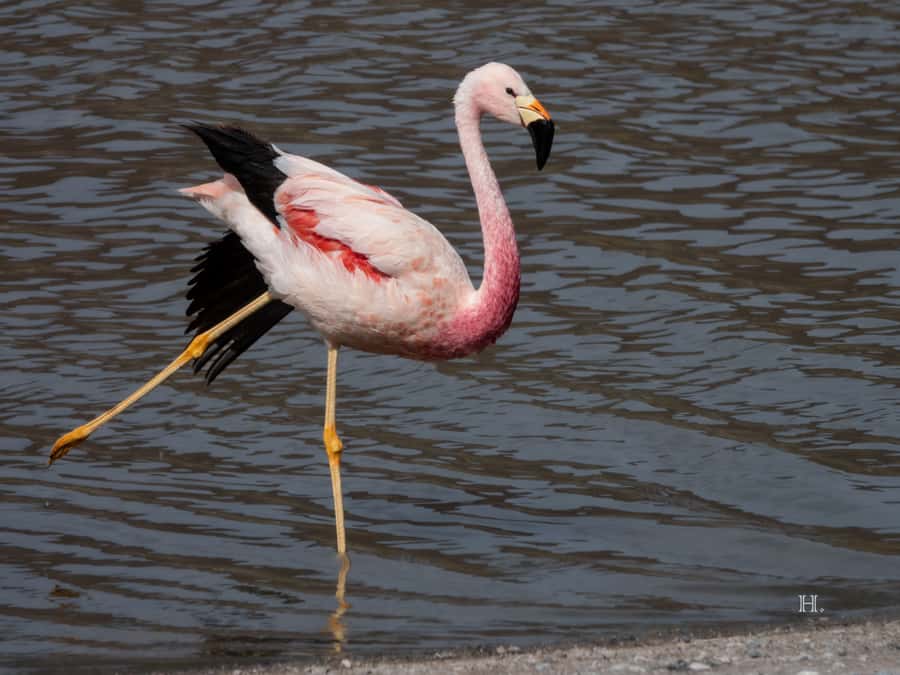 San Pedro de Atacama: Wildlife Safari and Photography Tour - Machuca wetlands and a short birding walk