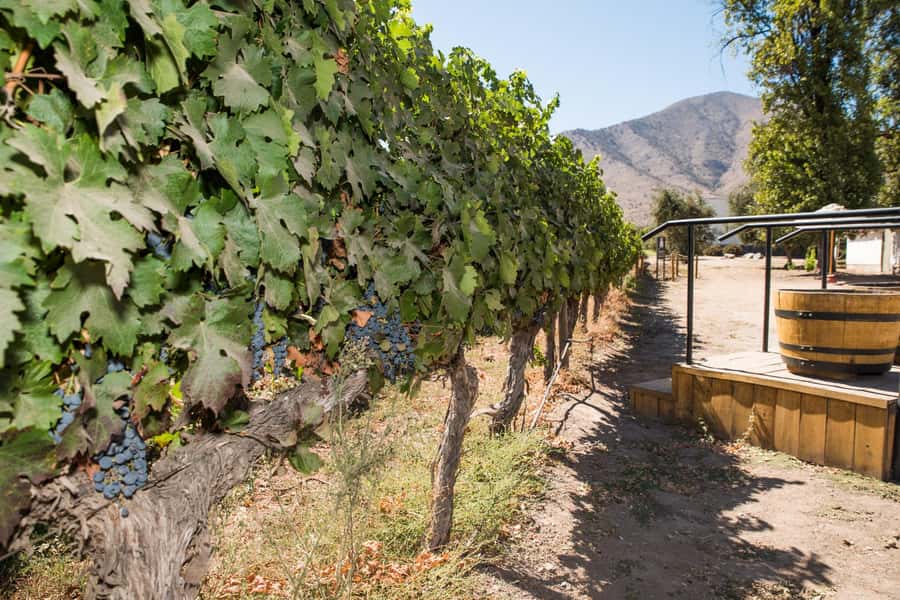Santa Rita: Tour + Premium Wine Tasting + Private Transport - The Andean Museum and Chile before wine