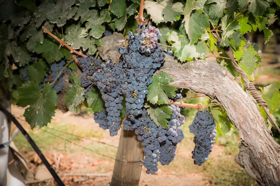 Santa Rita: Tour + Premium Wine Tasting + Private Transport - The private pickup and one-hour ride south