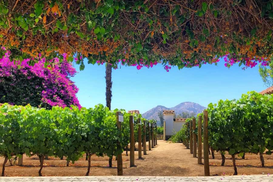 Santa Rita Vineyard Tour: History, Wine, and Outdoor Picnic - What makes this Santa Rita day special