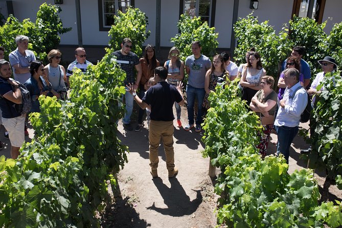 Santa Rita Winery Selection Tour - Cal y Canto and Patriots’ Cellars
