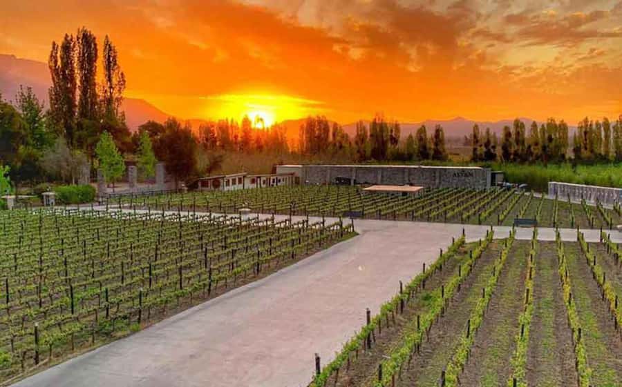 Santiago: Alyan Winery Sunset with Wine Tastings and Dinner - How the $111 price measures up