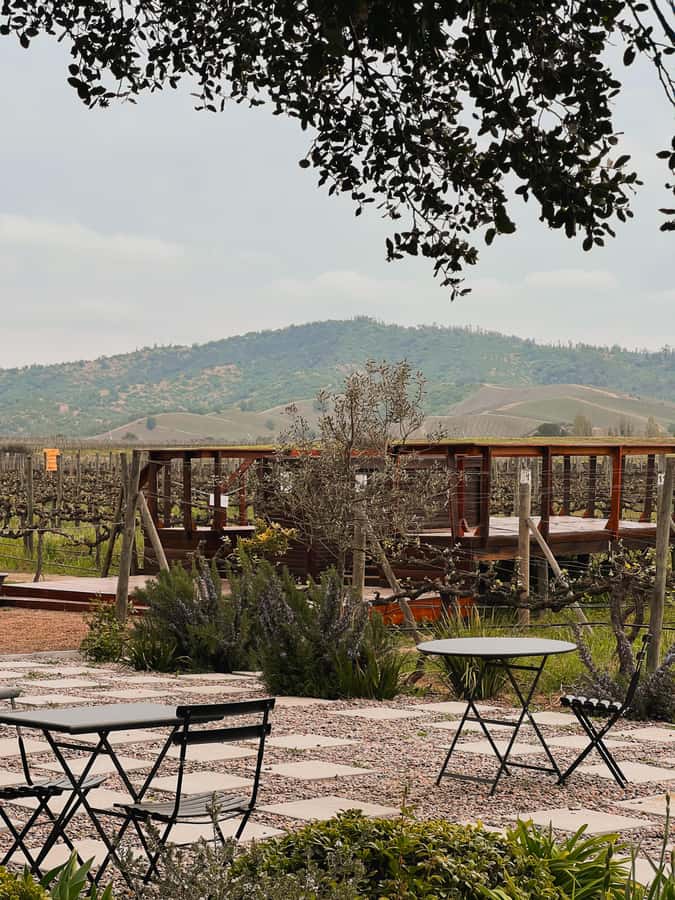 Santiago: Casa del Bosque Winery with Tasting and Lunch - A calm introduction to Casa del Bosque