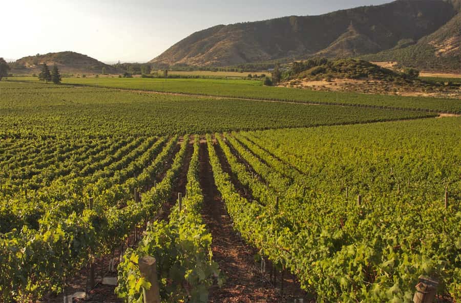 Santiago: Concha y Toro and Undurraga Vineyards Tour - Key points at a glance