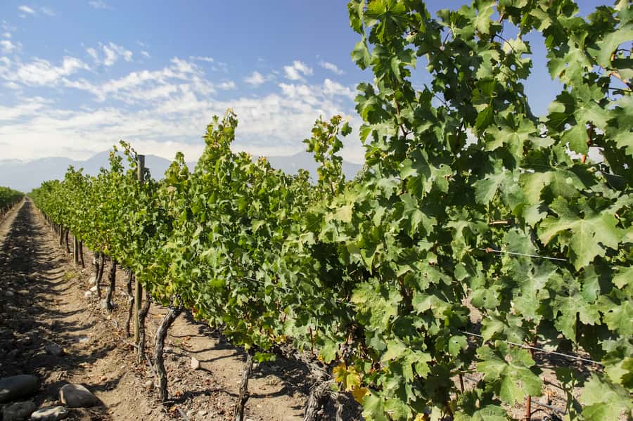 Santiago: Concha y Toro and Undurraga Vineyards Tour - Who should book this wine tour?