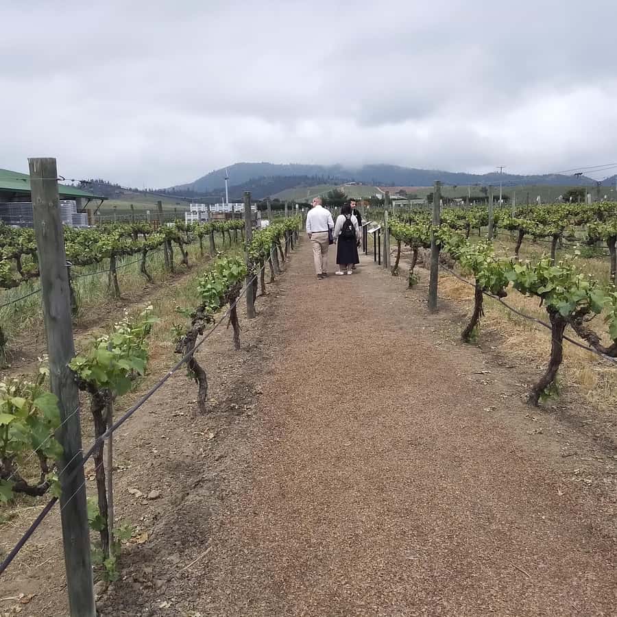 Santiago: Cousiño Macul Vineyard Premium Tasting Tour - Seven wines make the tasting more useful