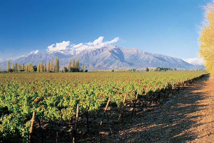 Santiago: Main Chilean Wineries Private Half-Day Tours - What Your Five Hours Look Like