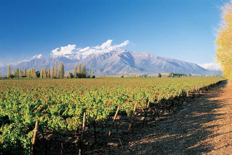 Santiago: Main Chilean Wineries Private Half-Day Tours - The Wine Tasting: Keep Your Expectations Sensible