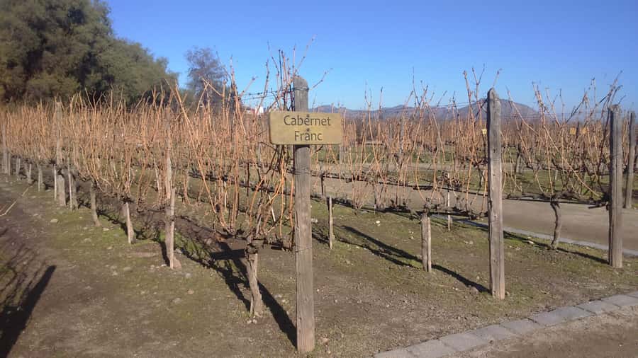 Santiago: Main Chilean Wineries Private Half-Day Tours - Is $290 Per Person Good Value?