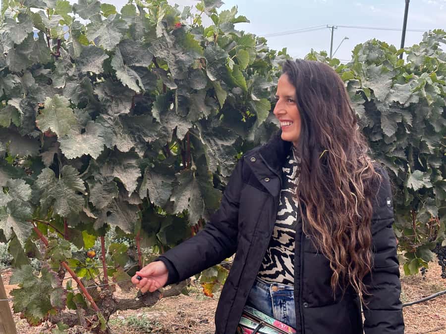 Santiago: Maipo Valley Wine Tasting Tour with 4 Vineyards - Key points at a glance