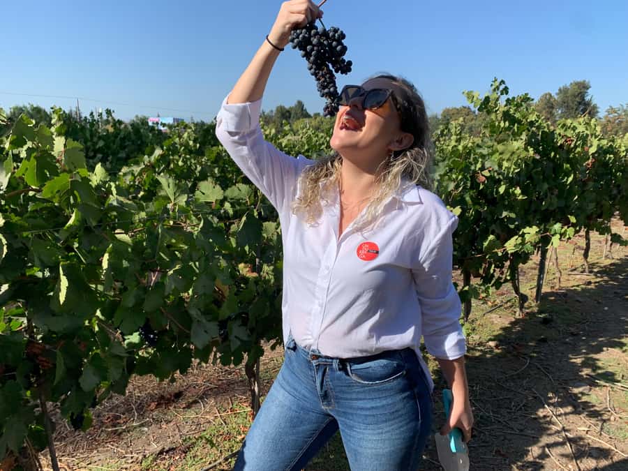 Santiago: Maipo Valley Wine Tasting Tour with 4 Vineyards - Why Maipo Valley makes a good day trip from Santiago