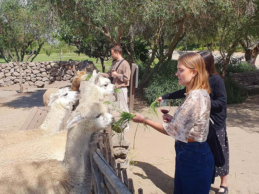 Santiago: World-class Wines, Visit to 4 Vineyards and Tanino - Why the guides make such a difference