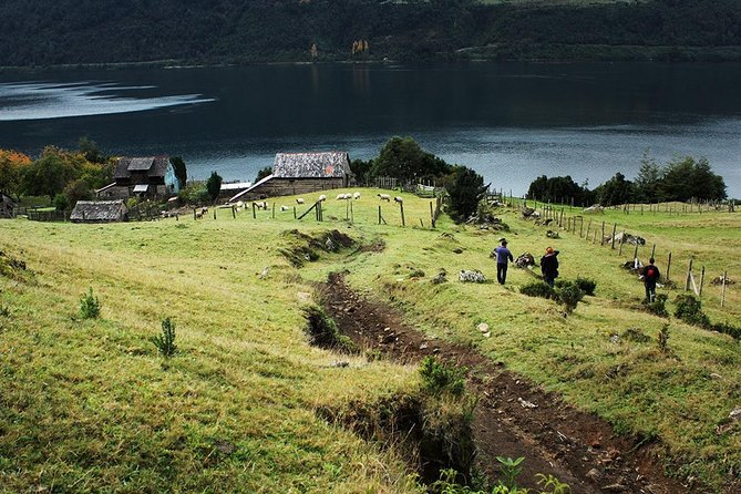 Sea Kayaking the first fjord of Patagonia - Wildlife along the Reloncaví Fjord