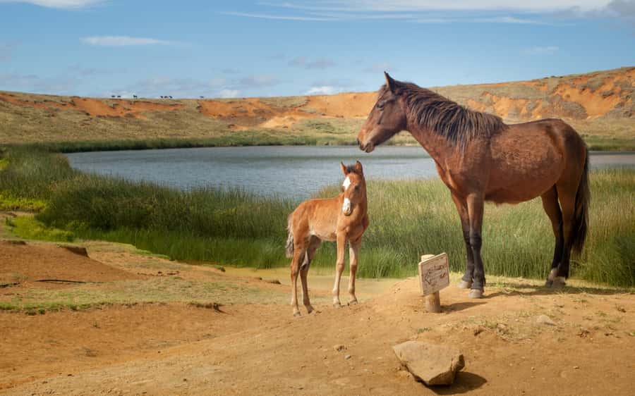 Terevaka Horse Excursion: The highest point and 360° view. - Who should book this ride?